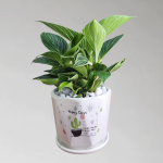 Cây Trầu Bà Kim Cương (Hoàng Kim)