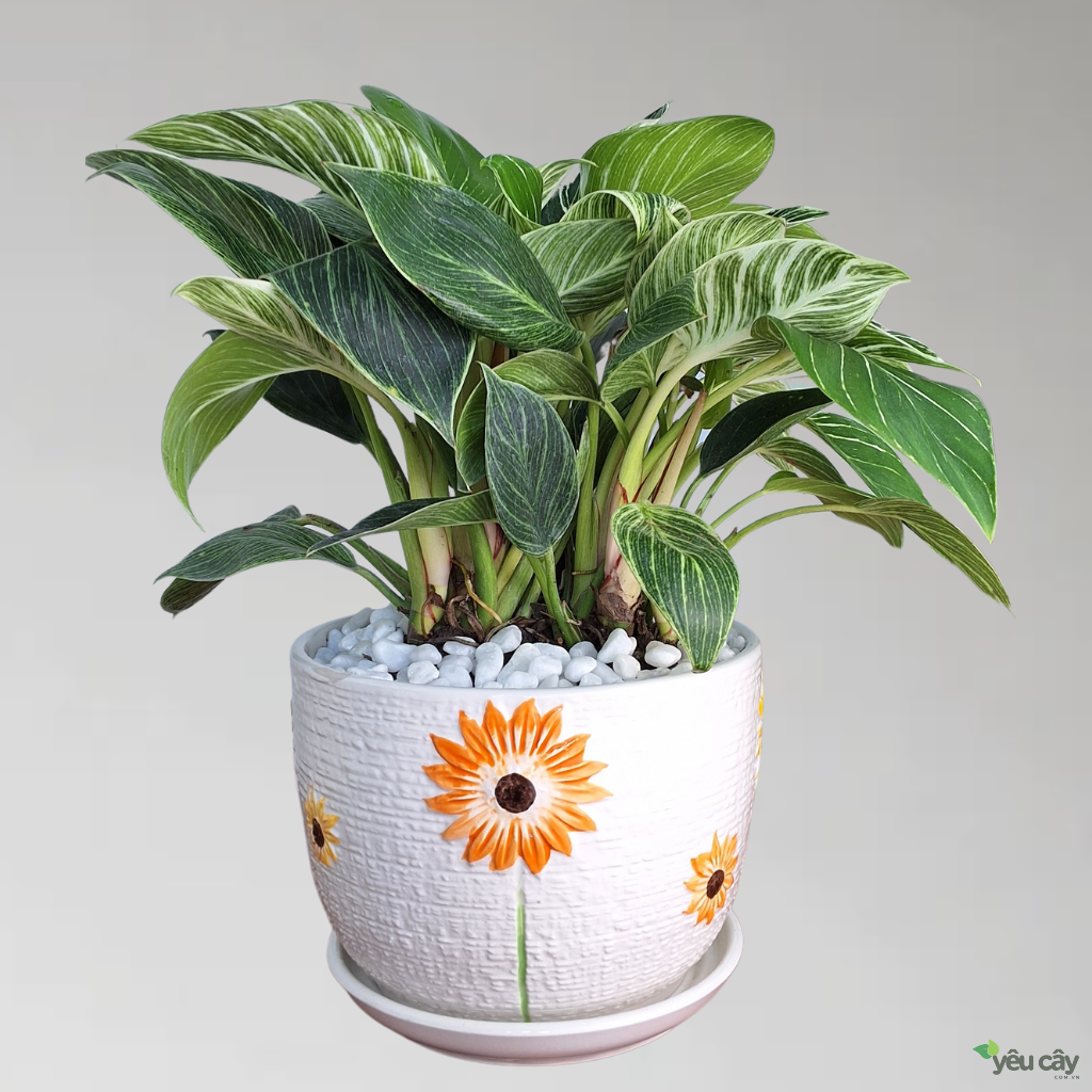 Cây Trầu Bà Kim Cương (Hoàng Kim)