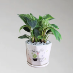 Cây Trầu Bà Kim Cương (Hoàng Kim)