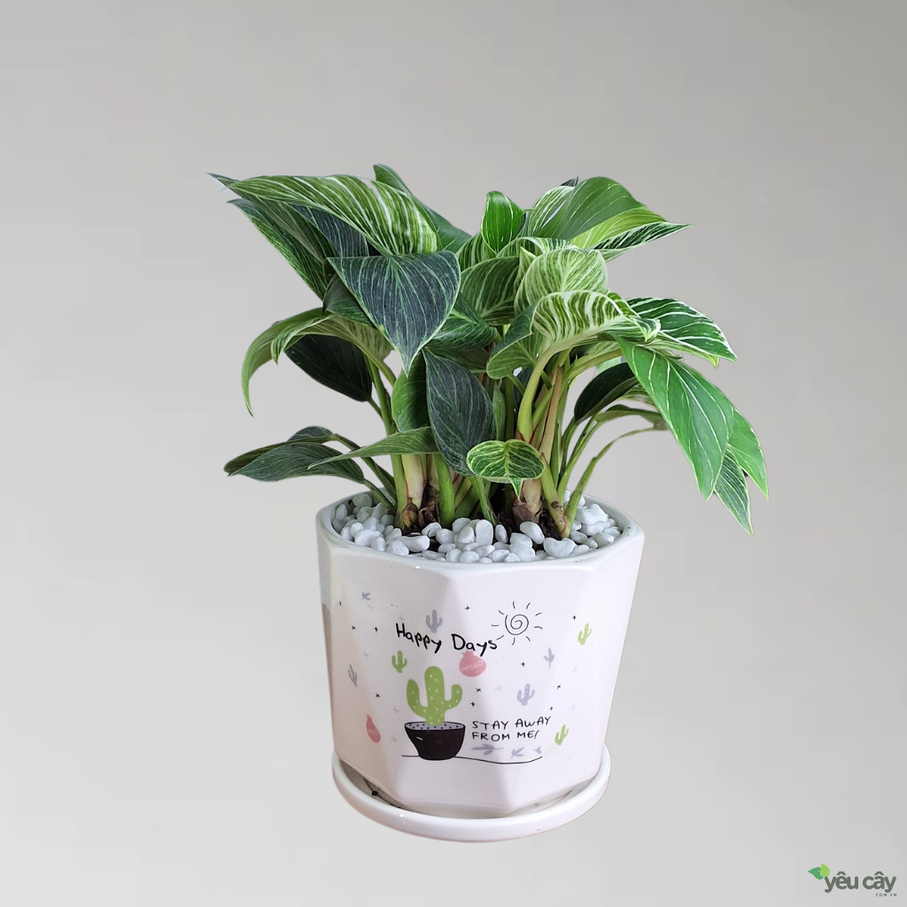 Cây Trầu Bà Kim Cương (Hoàng Kim)