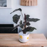 Cây Đuôi Công Tím Để Bàn