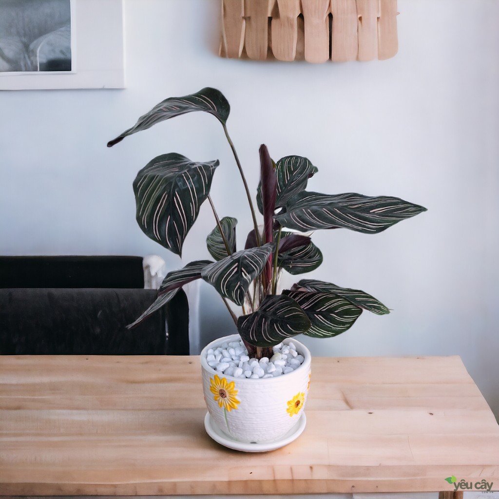 Cây Đuôi Công Tím Để Bàn