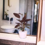 Cây Đuôi Công Tím Để Bàn