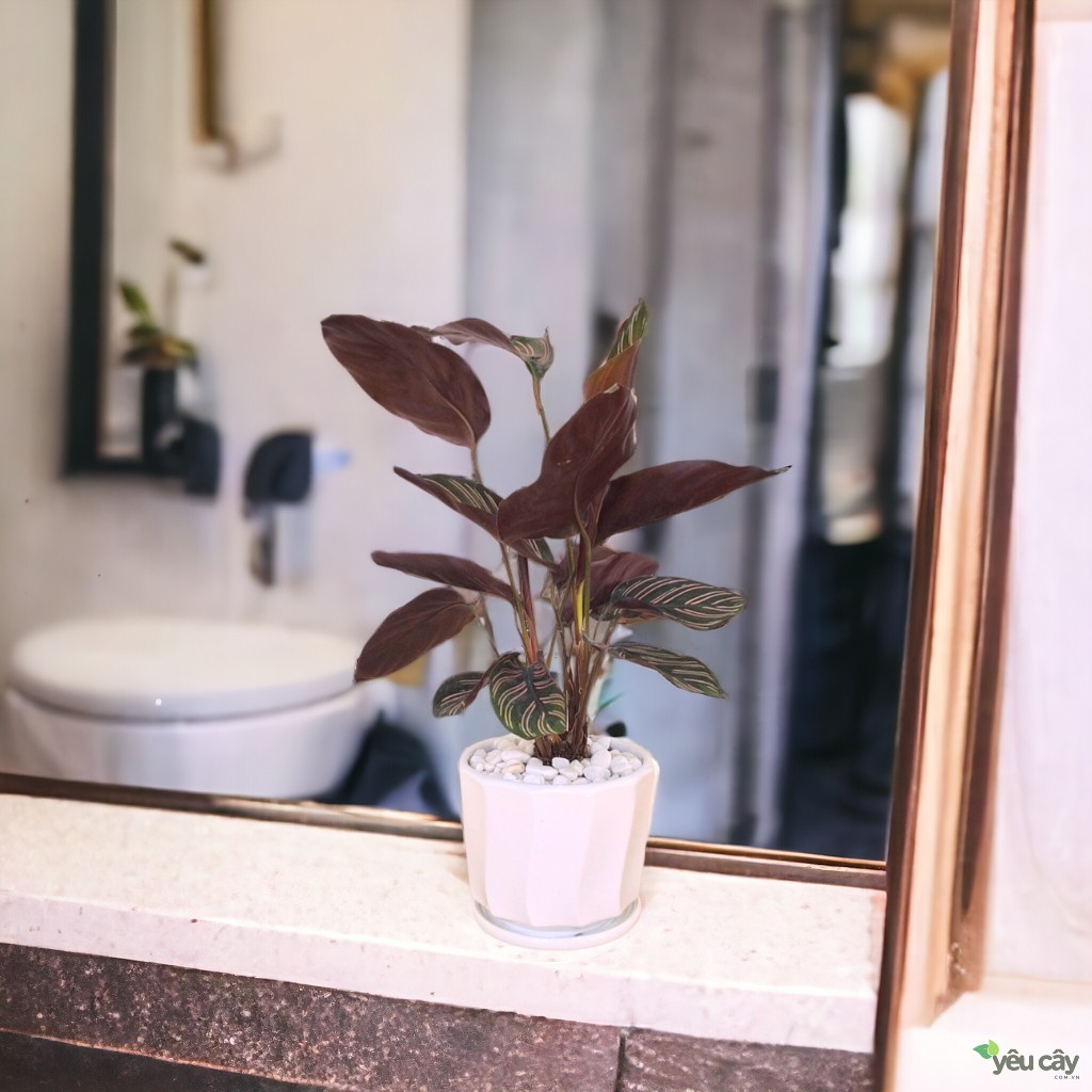 Cây Đuôi Công Tím Để Bàn