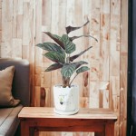 Cây Đuôi Công Tím Để Bàn