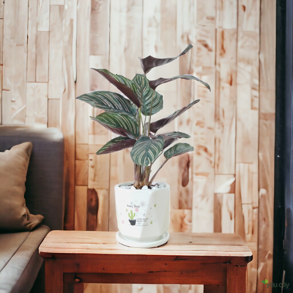 Cây Đuôi Công Tím Để Bàn