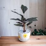 Cây Đuôi Công Tím Để Bàn