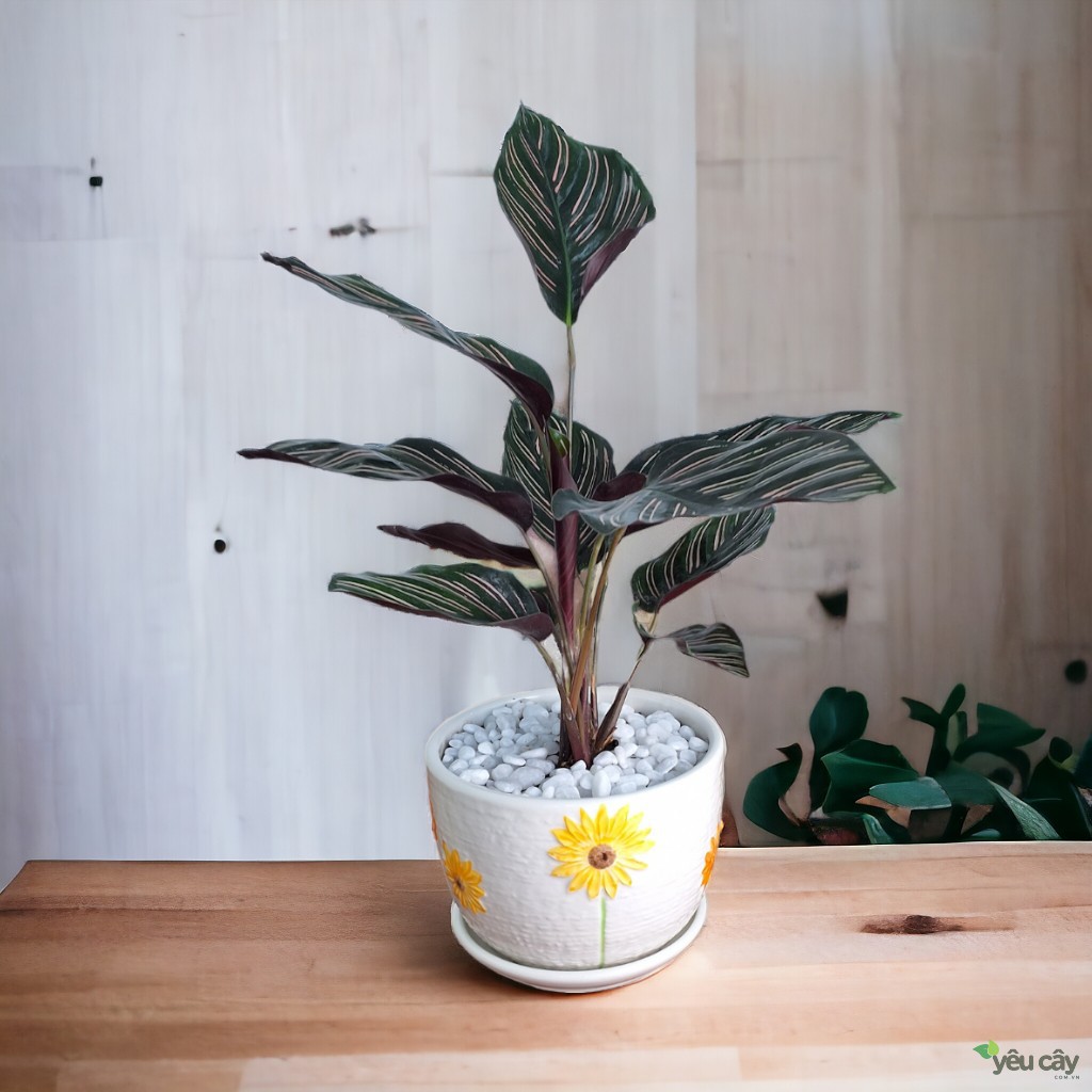 Cây Đuôi Công Tím Để Bàn