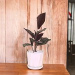 Cây Đuôi Công Tím Để Bàn