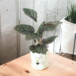 Cây Đuôi Công Tím Để Bàn