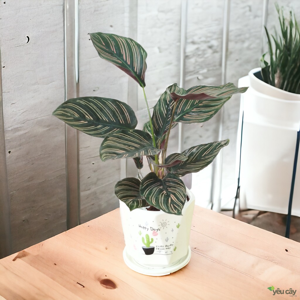 Cây Đuôi Công Tím Để Bàn