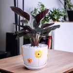 Cây Đuôi Công Tím Để Bàn