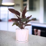 Cây Đuôi Công Tím Để Bàn