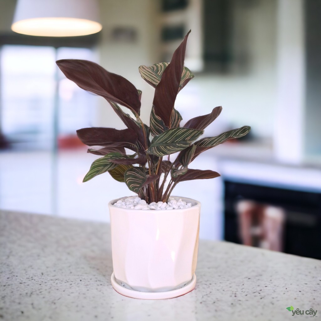 Cây Đuôi Công Tím Để Bàn