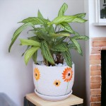 Cây Đuôi Công Xanh