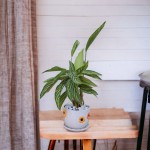 Cây Đuôi Công Xanh