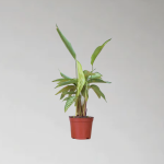 Cây Đuôi Công Xanh