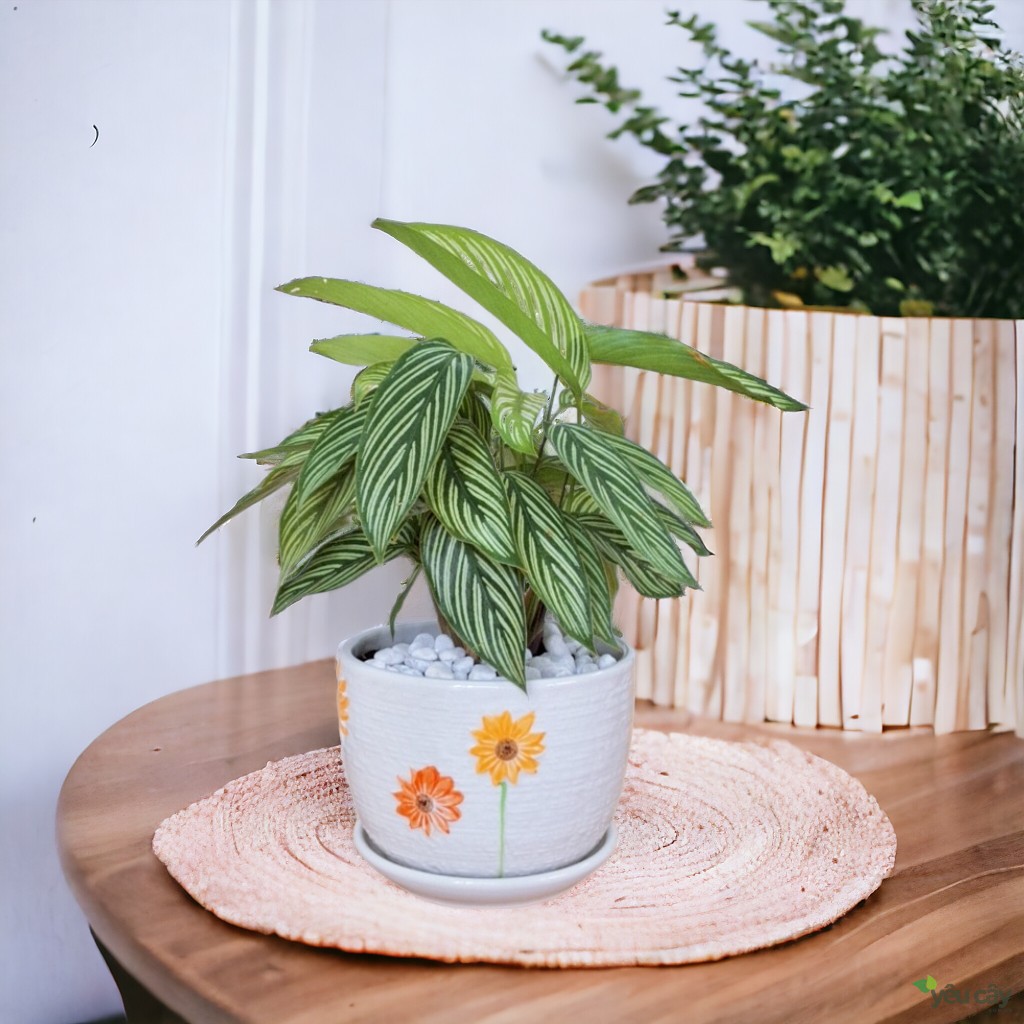 Cây Đuôi Công Xanh