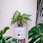 Cây Đuôi Công Xanh