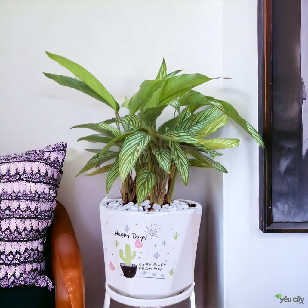 Cây Đuôi Công Xanh