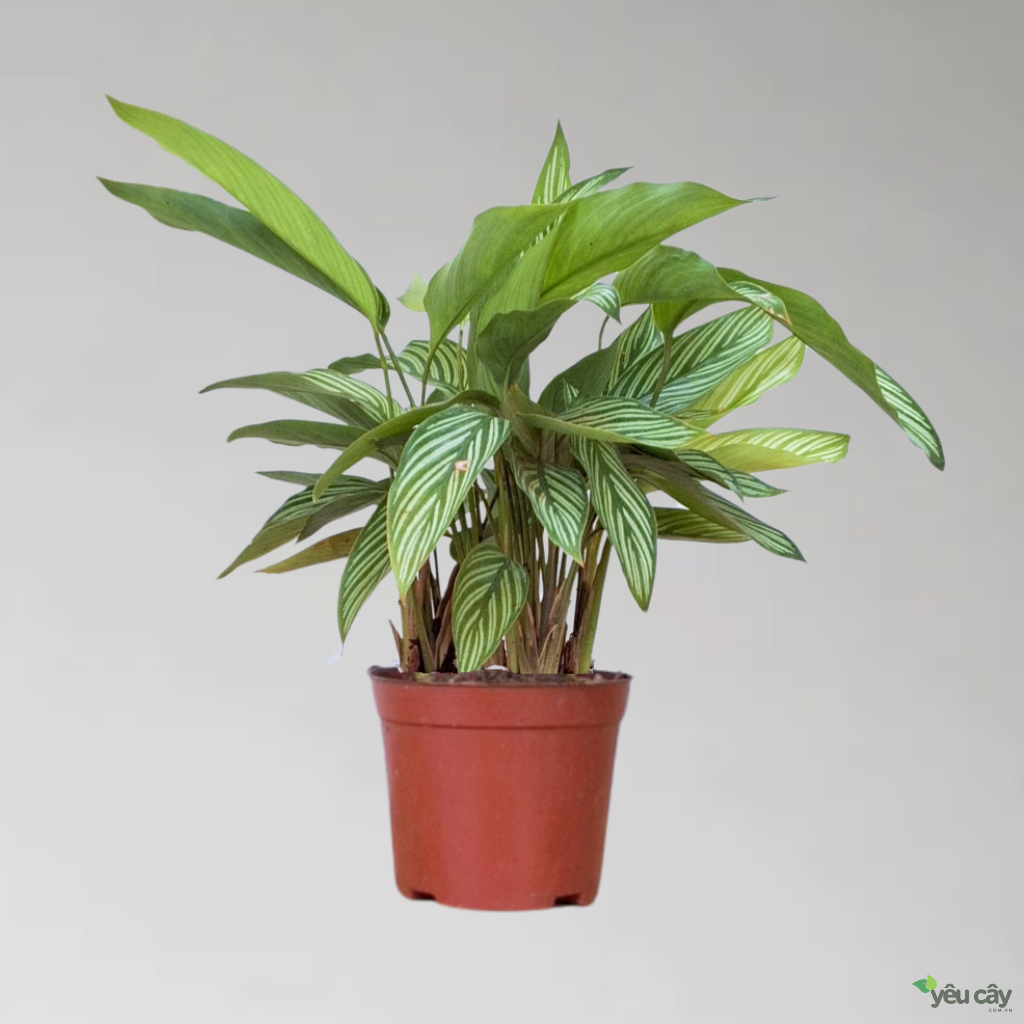 Cây Đuôi Công Xanh