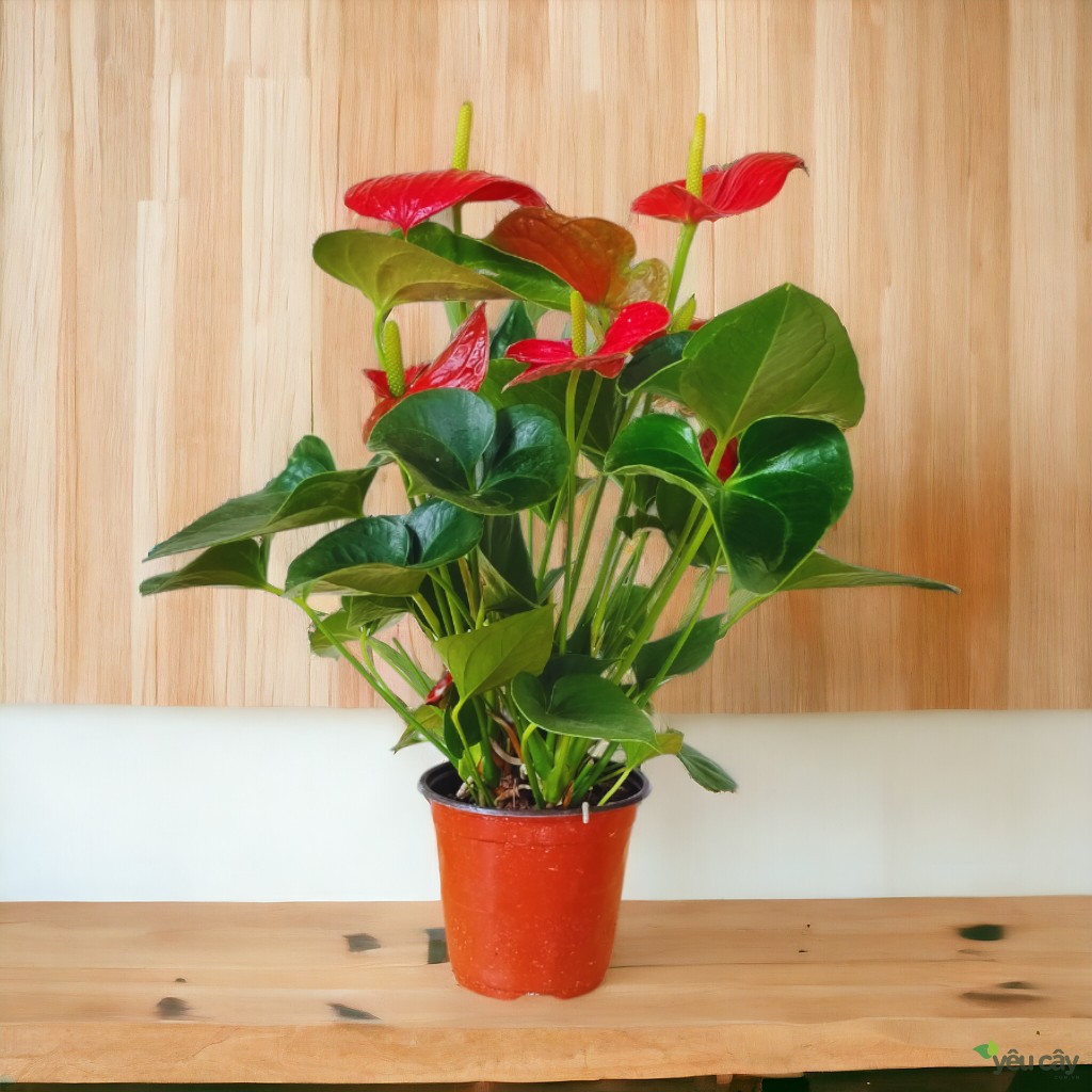 Cây Hồng Môn Đỏ