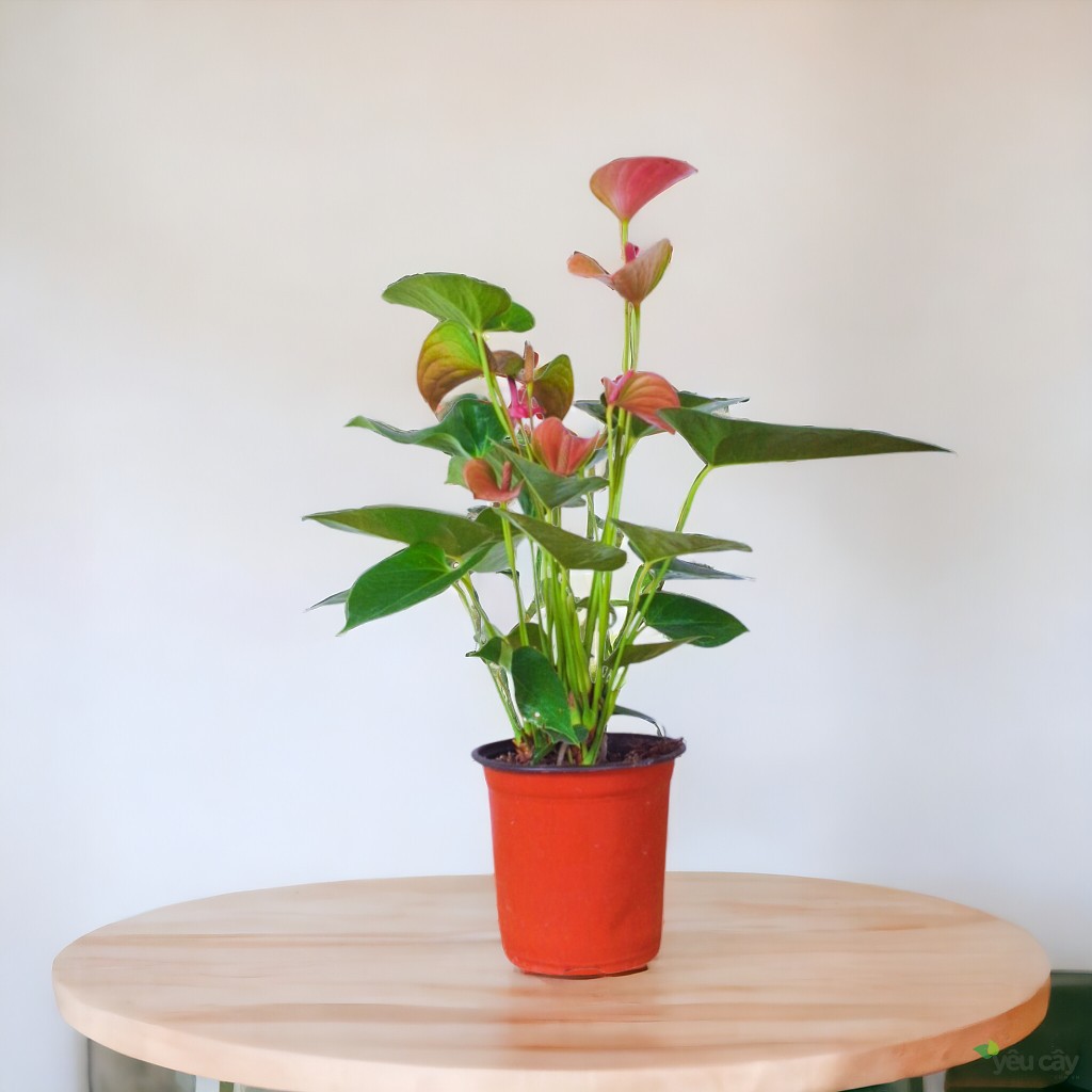 Cây Hồng Môn Hồng