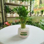 Cây Trúc Phát Tài