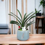 Cây Lan Quân Tử (Tiểu Cảnh)