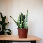 Cây Lưỡi Hổ Để Bàn