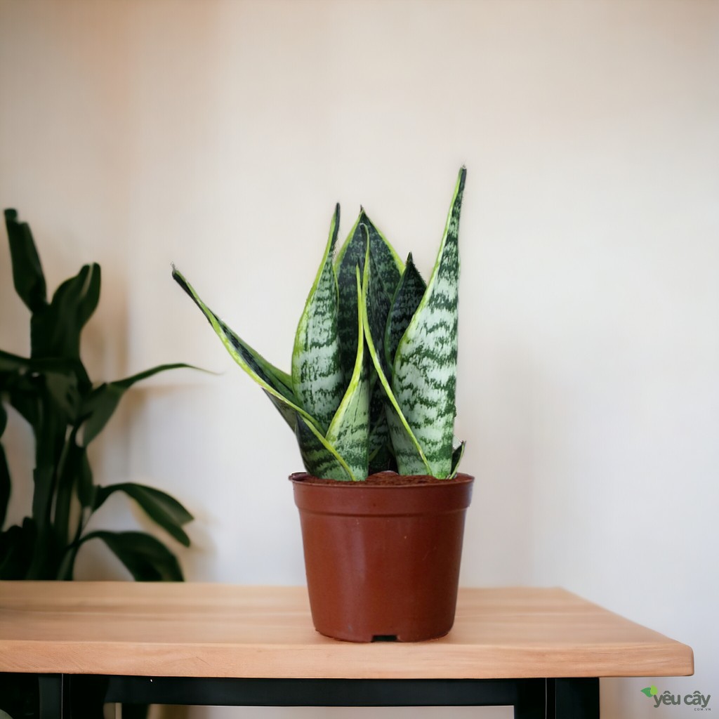 Cây Lưỡi Hổ Để Bàn