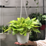 Cây Trầu Bà Vàng Treo Tường