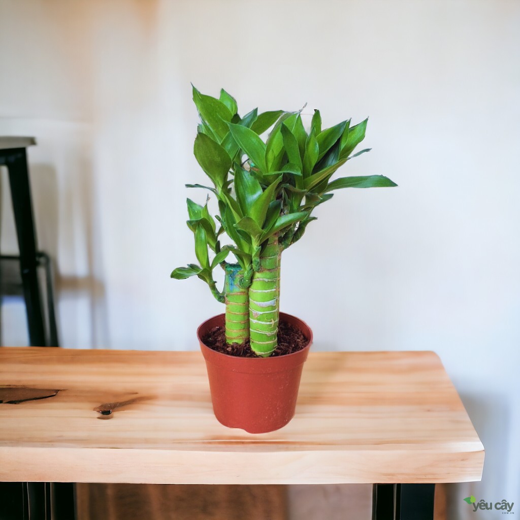 Cây Trúc Phát Tài