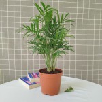 Cây Cau Tiểu Trâm Để Bàn