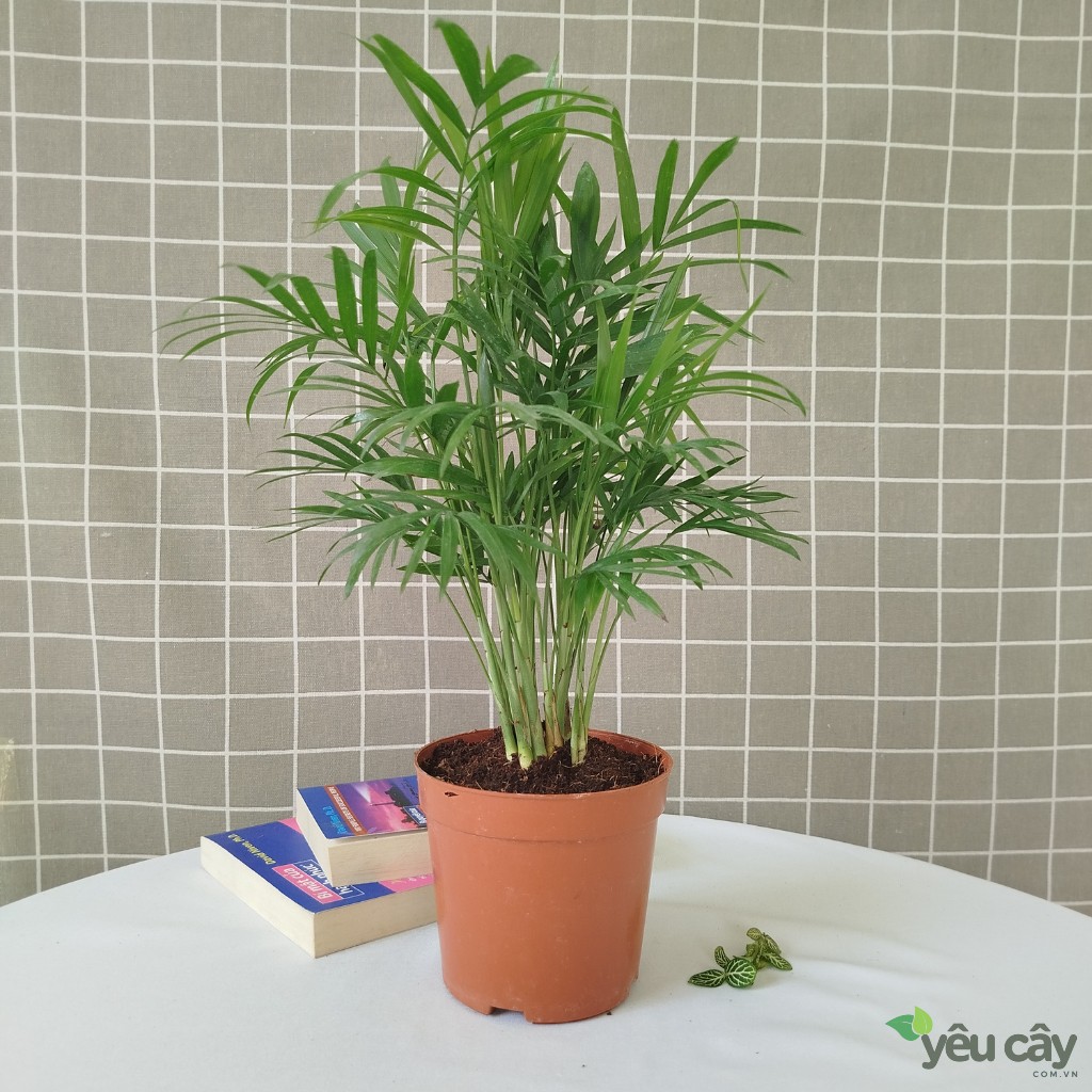 Cây Cau Tiểu Trâm Để Bàn