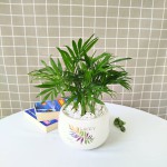 Cây Cau Tiểu Trâm Để Bàn