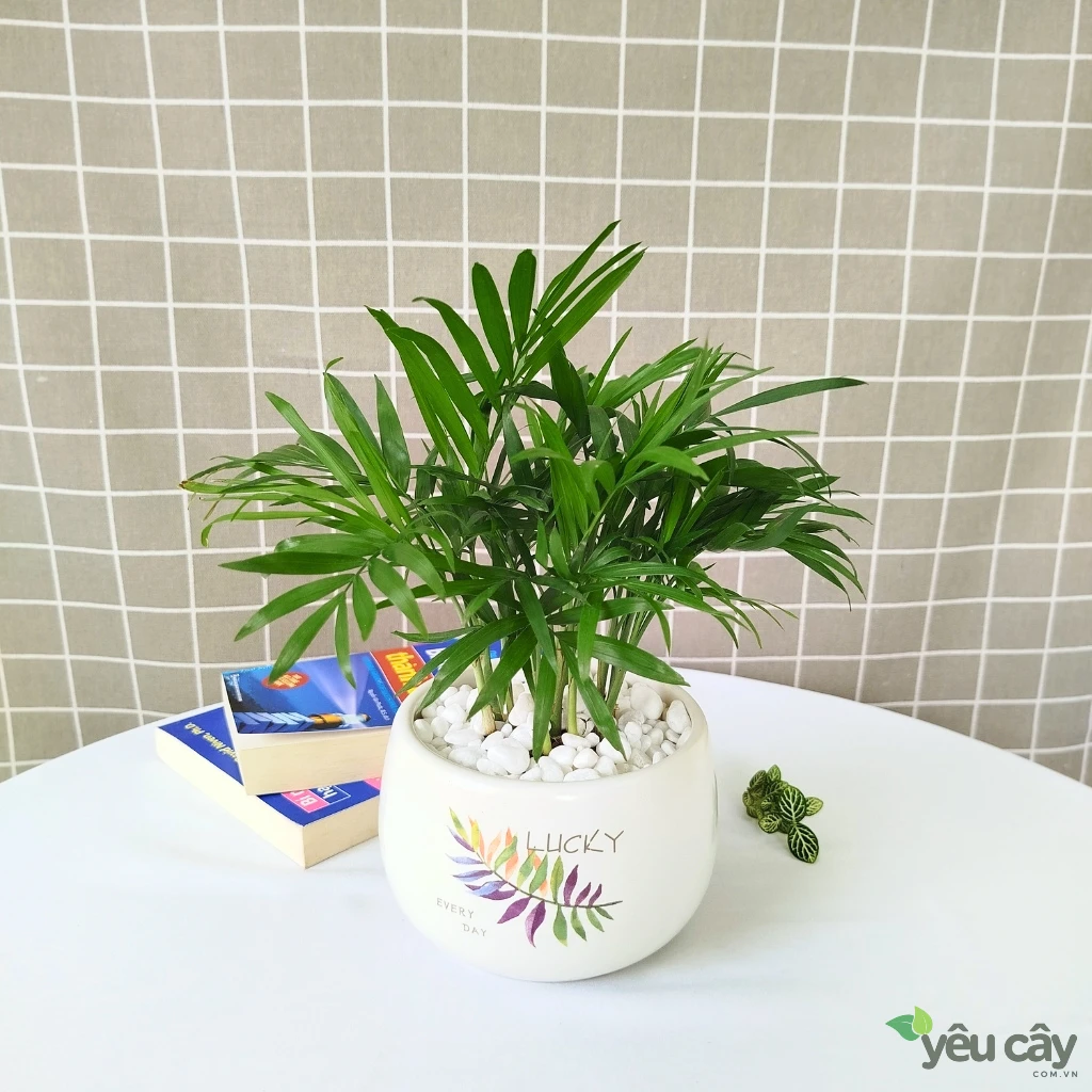 https://yeucay.com.vn/products/cau-tieu-tram