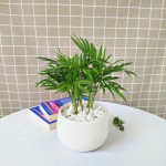 Cây Cau Tiểu Trâm Để Bàn
