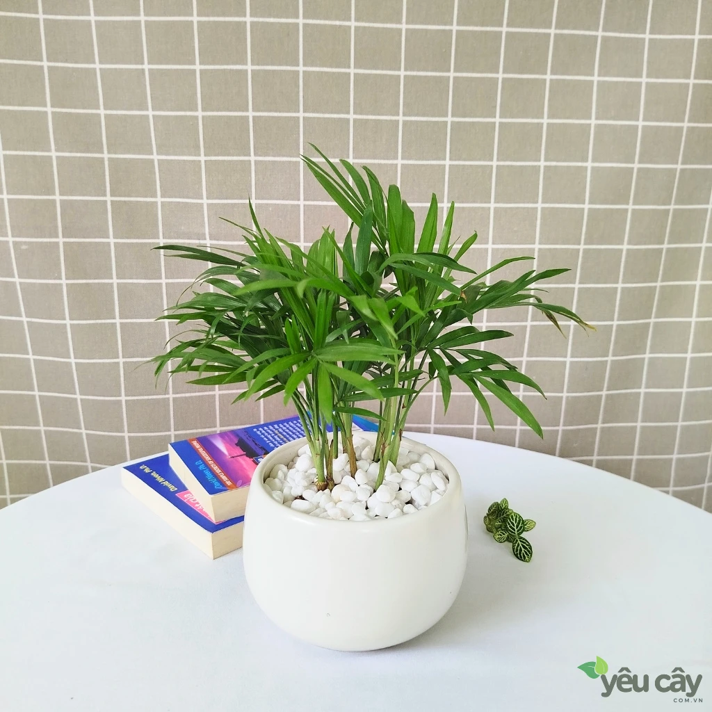 Cây Cau Tiểu Trâm Để Bàn