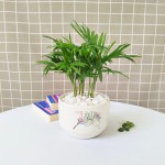 Cây Cau Tiểu Trâm Để Bàn