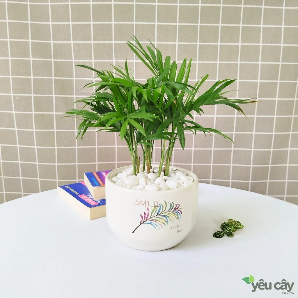 Cây Cau Tiểu Trâm Để Bàn