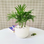 Cây Cau Tiểu Trâm Để Bàn