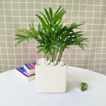 Cây Cau Tiểu Trâm Để Bàn