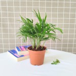 Cây Cau Tiểu Trâm Để Bàn