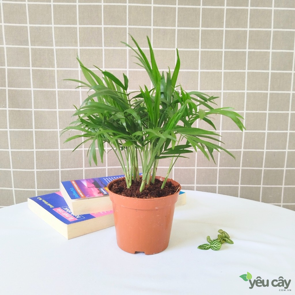 Cây Cau Tiểu Trâm Để Bàn