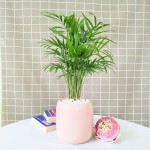 Cây Cau Tiểu Trâm Để Bàn