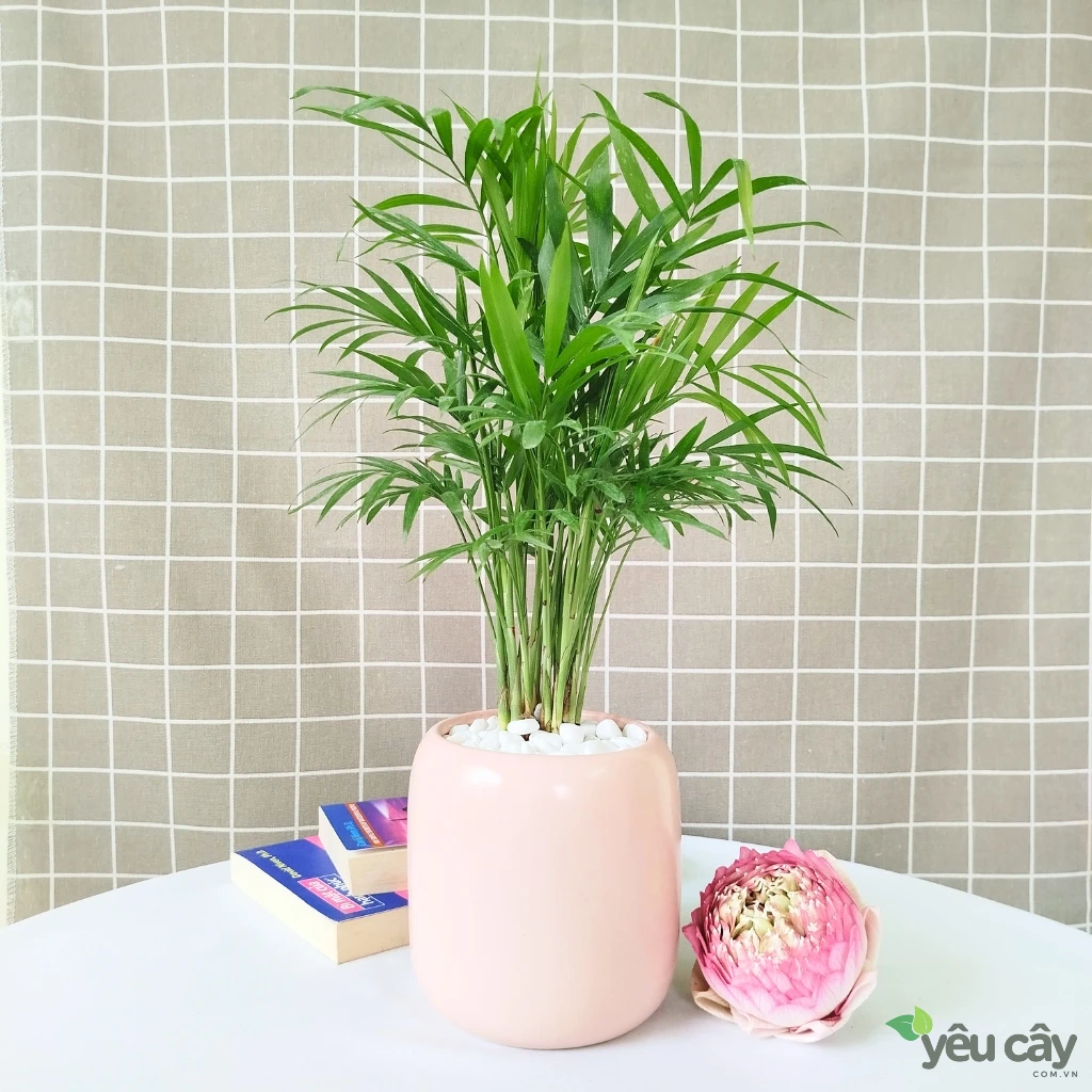 Cây Cau Tiểu Trâm Để Bàn