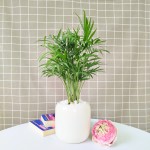 Cây Cau Tiểu Trâm Để Bàn