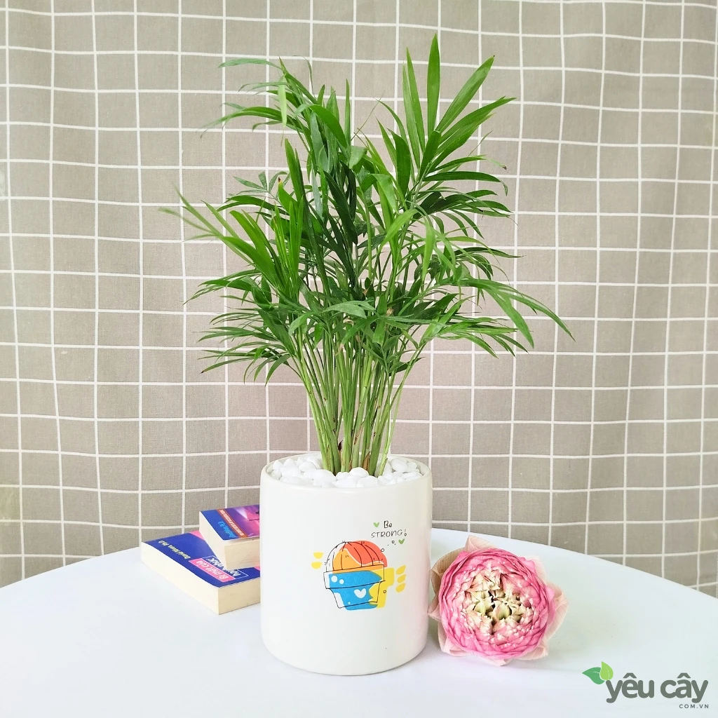 Cây Cau Tiểu Trâm Để Bàn