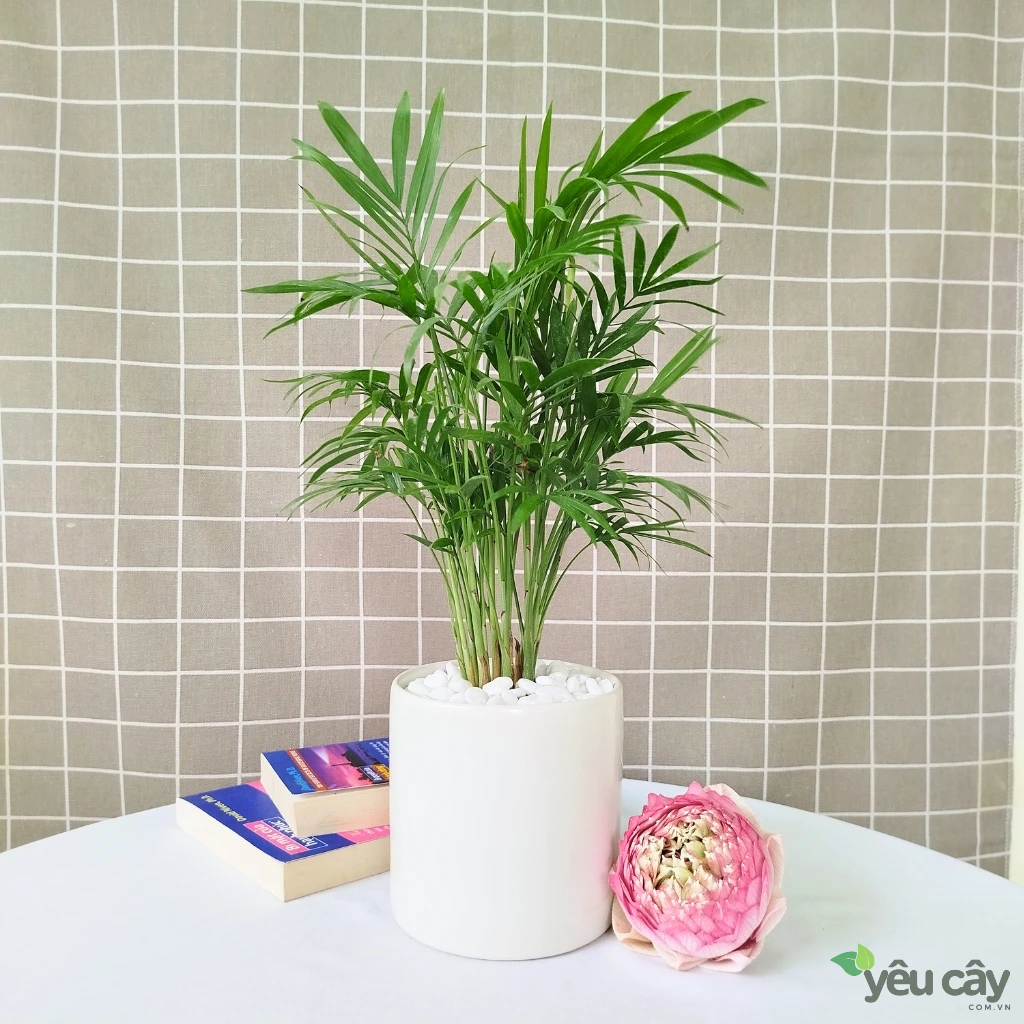 Cây Cau Tiểu Trâm Để Bàn